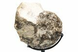 Cretaceous Ammonite (Mammites) Fossil with Metal Stand - Morocco #217413-2